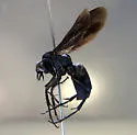 Evagetes ingenuus - Evagetes ingenuus