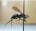 Evagetes parvus