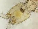 Evalljapyx anomobris