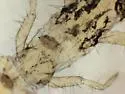 Evalljapyx anomobris - photo 2