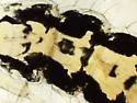 Evalljapyx anomobris - photo 4