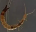 Evalljapyx saundersi