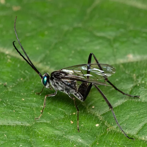 Evania albofacialis