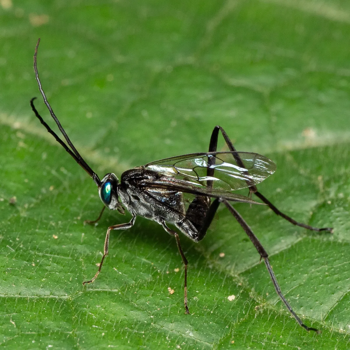 Evania albofacialis - photo 3