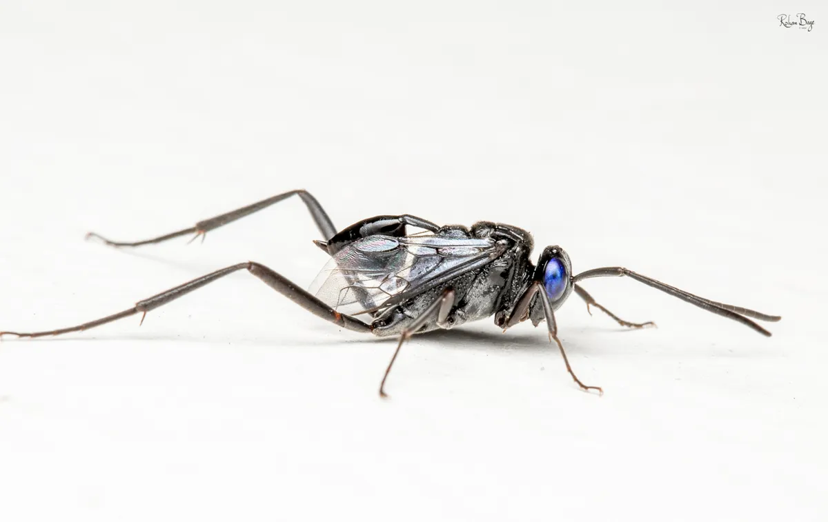 Blue-eyed Ensign Wasp - photo 3