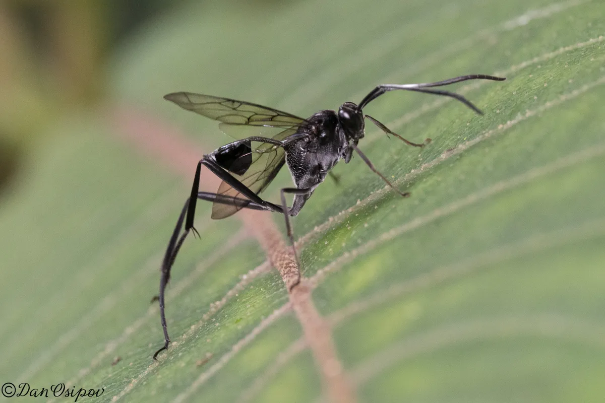 Evania tinctipennis - photo 3