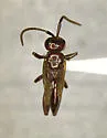 Evaniella californica