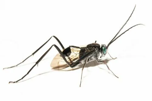 Ensign Wasps - photo 3