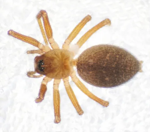 Evansia merens