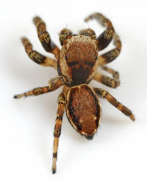 Evarcha falcata - photo 2