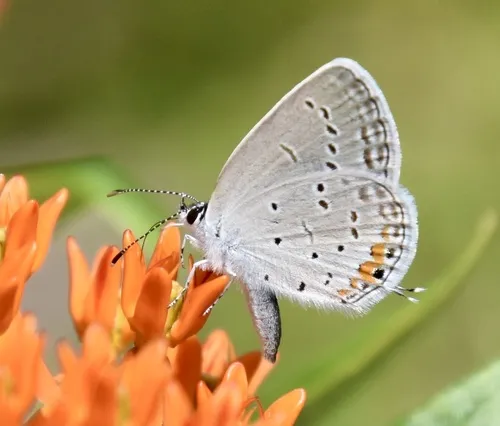 Eastern Tailed-Blue - photo 4
