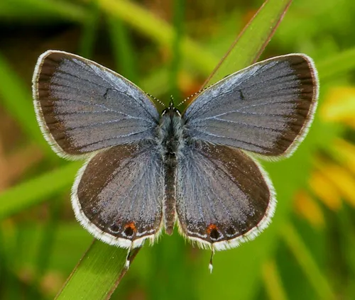 Eastern Tailed-Blue - photo 5