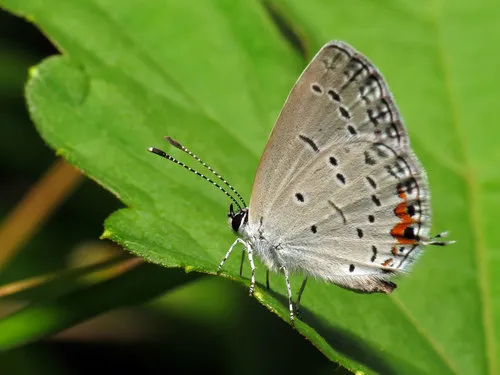 Eastern Tailed-Blue - photo 6