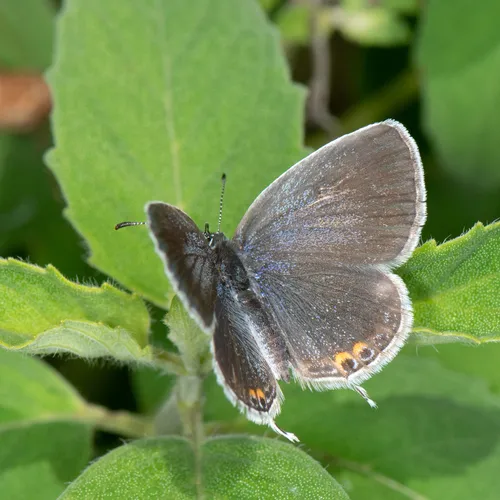 Eastern Tailed-Blue - photo 7