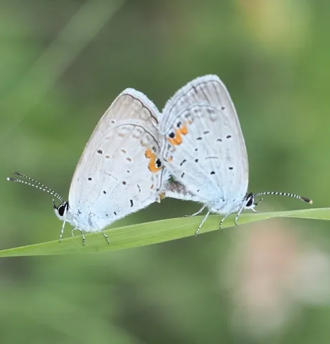 Eastern Tailed-Blue - photo 8