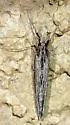 Evergestis angustalis - Hodges#4905 - photo 4