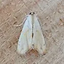 Evergestis aridalis - Hodges#4900