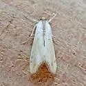 Evergestis aridalis - Hodges#4900 - photo 2