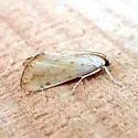 Evergestis aridalis - Hodges#4900 - photo 3