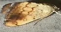 Evergestis consimilis - Hodges#4899