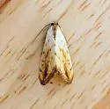 Evergestis consimilis - Hodges#4899 - photo 2