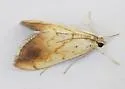 Evergestis consimilis - Hodges#4899 - photo 3