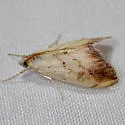 Evergestis consimilis - Hodges#4899 - photo 4