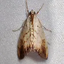Evergestis consimilis - Hodges#4899 - photo 5
