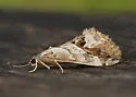 Evergestis dischematalis - Hodges#4913