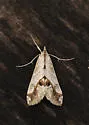 Evergestis dischematalis - Hodges#4913 - photo 2