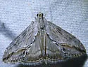Evergestis eurekalis - Hodges#4911