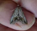 Evergestis eurekalis - Hodges#4911 - photo 2