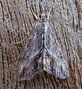 Evergestis eurekalis - Hodges#4911 - photo 3