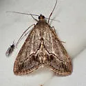 Evergestis eurekalis - Hodges#4911 - photo 4