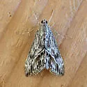 Evergestis eurekalis - Hodges#4911 - photo 5