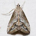 Evergestis funalis - Hodges#4909