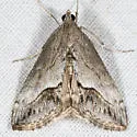 Evergestis funalis - Hodges#4909 - photo 2