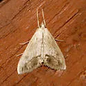 Evergestis funalis - Hodges#4909 - photo 3