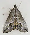 Evergestis funalis - Hodges#4909 - photo 4