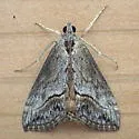 Evergestis funalis - Hodges#4909 - photo 5