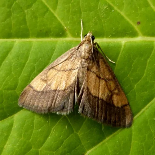 Evergestis limbata