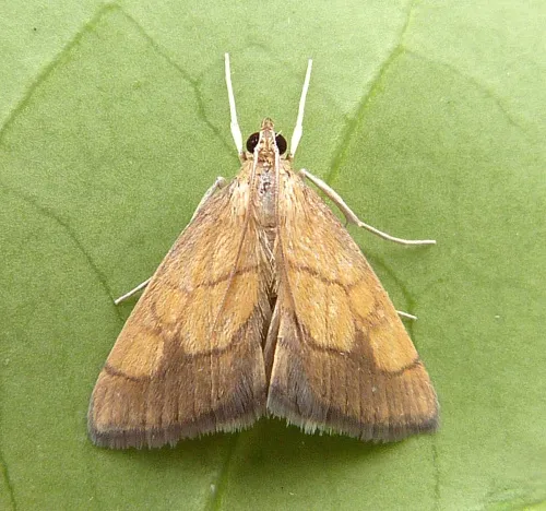 Evergestis limbata - photo 2