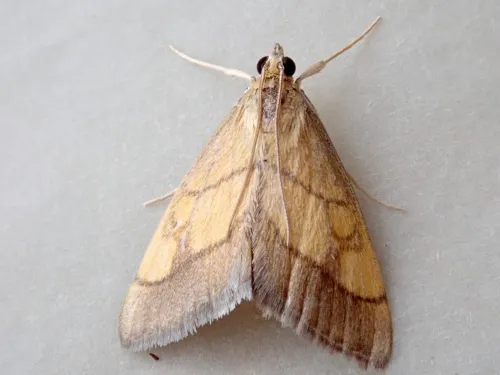 Evergestis limbata - photo 3