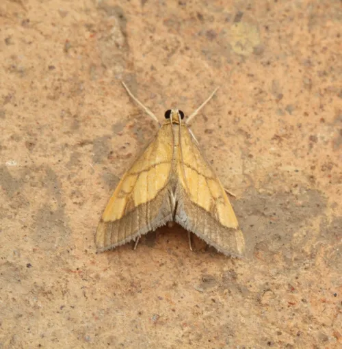 Evergestis limbata - photo 4