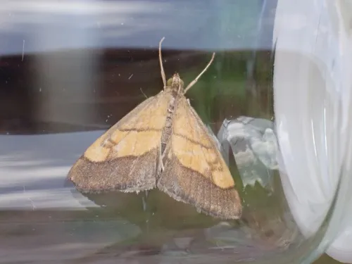 Evergestis limbata - photo 5