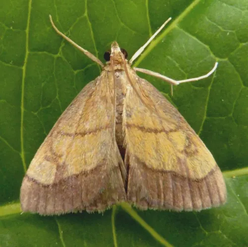 Evergestis limbata - photo 6