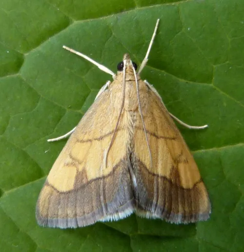 Evergestis limbata - photo 7