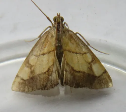 Evergestis limbata - photo 8