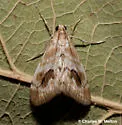 Evergestis lunulalis - Hodges#4902