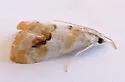 Evergestis lunulalis - Hodges#4902 - photo 2